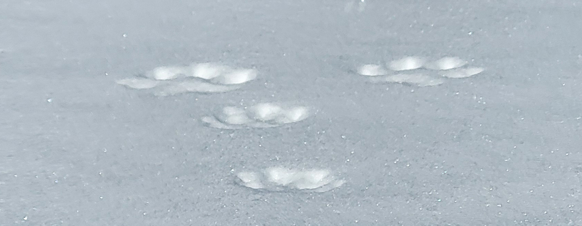 Exkursion Auf Tierspurensuche mit kulinarischem Ausklang